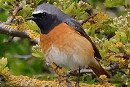 Redstart - Steve Clipperton.