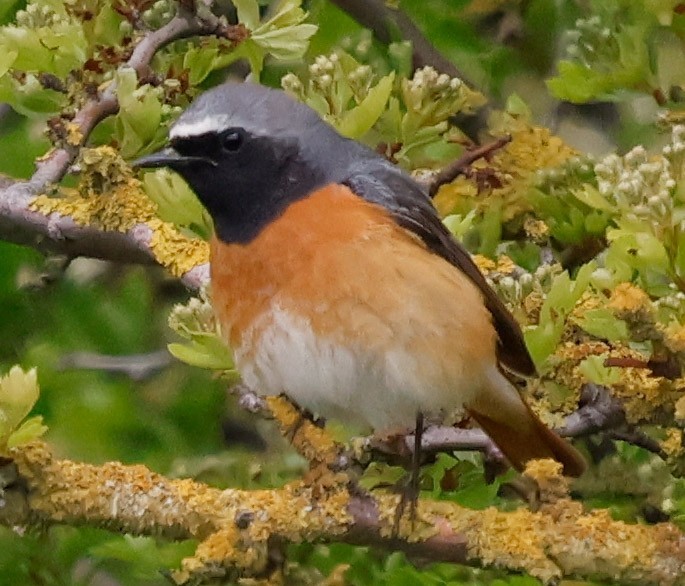 Redstart - Steve Clipperton.