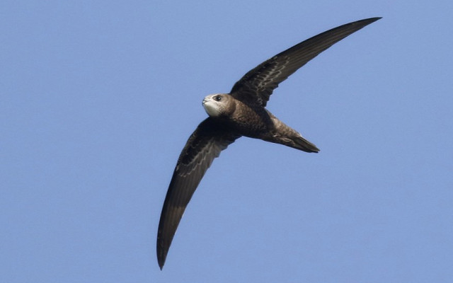 Swifts at Spurn!