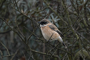 Siberian Stonechat - Garry Taylor.