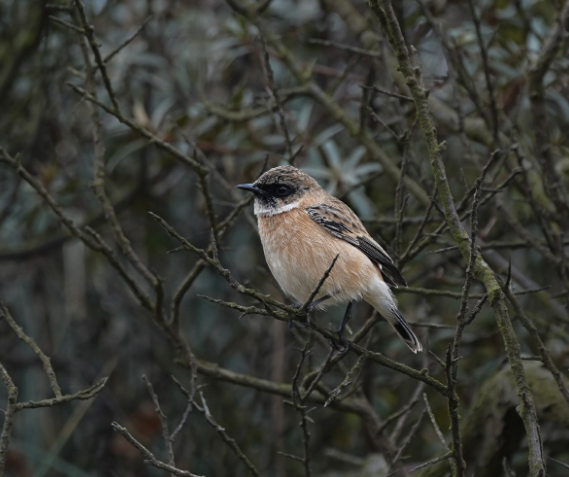 Siberian Stonechat - Garry Taylor.