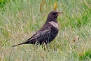 Ring Ouzel - Steve Clipperton.