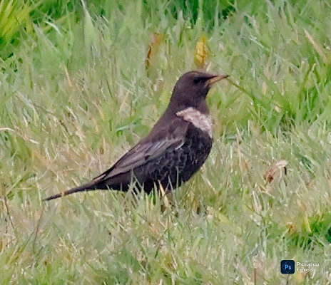 Ring Ouzel - Steve Clipperton.