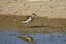 Common Sandpiper - Sean Moore.