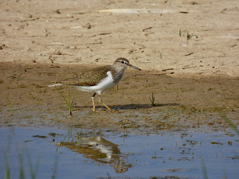 Common Sandpiper - Sean Moore.