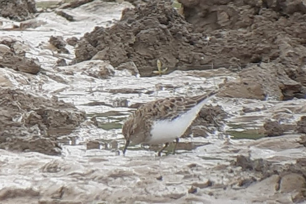 Temminck's Stint - Steve Exley.