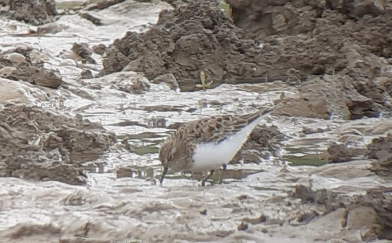 Temminck's Stint - Steve Exley.