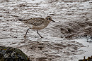 Grey Plover - Shane Harper.