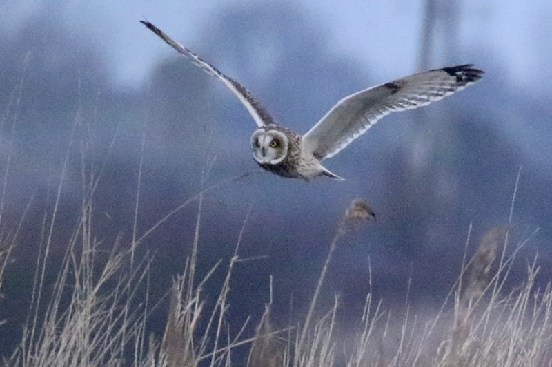 Short-eared Owls - Denise Shields.