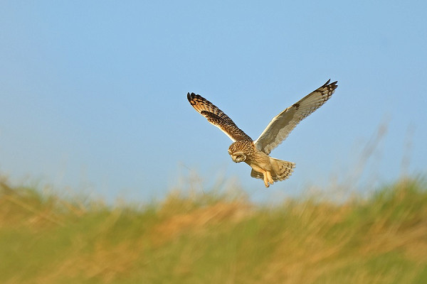 Short-eared Owl - Dave Constantine.