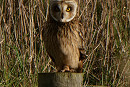 Short-eared Owl - Harry Appleyard