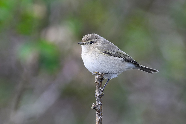 Bird sightings Sunday, 06 October 2024