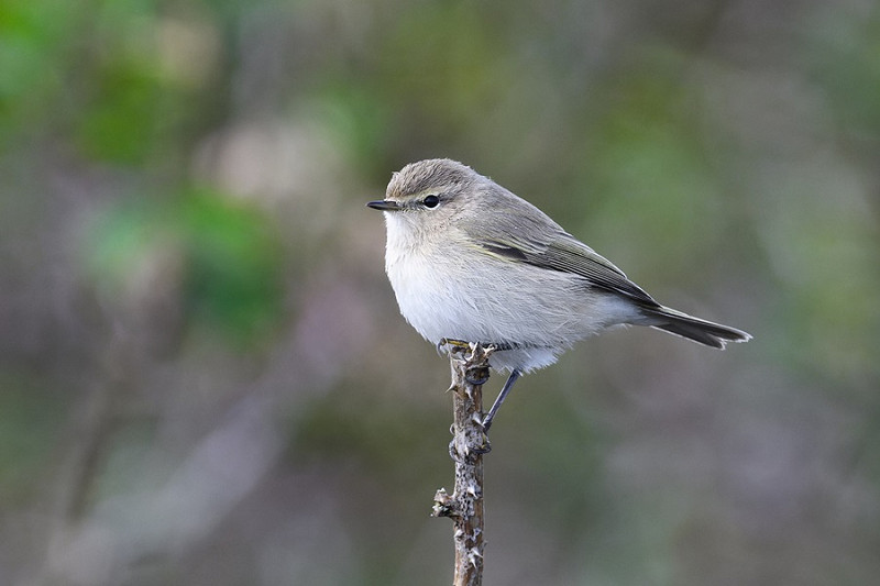 Siberian Chiffchaff - Thomas Willoughby.