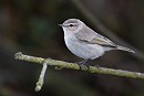 Siberian Chiffchaff. Thomas Willoughby.