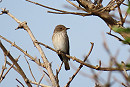 Spotted Flycatcher - Simon Jump.