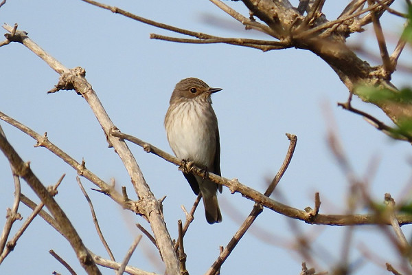 Bird sightings Saturday, 23 May 2026