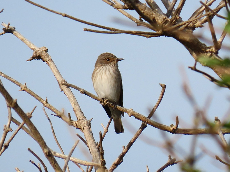 Spotted Flycatcher - Simon Jump.