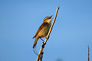 Sedge Warbler - Simon Jump.