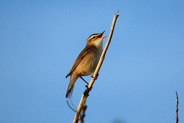 Sedge Warbler - Simon Jump.