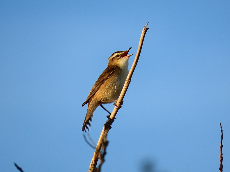 Sedge Warbler - Simon Jump.