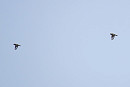 Hawfinches - Simon Jump.