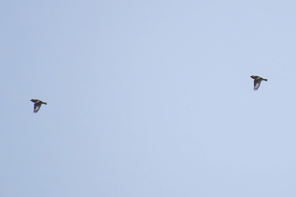 Hawfinches - Simon Jump.