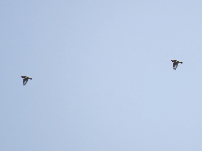 Hawfinches - Simon Jump.