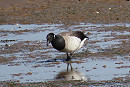 Pale-bellied Brent - Simon Jump.