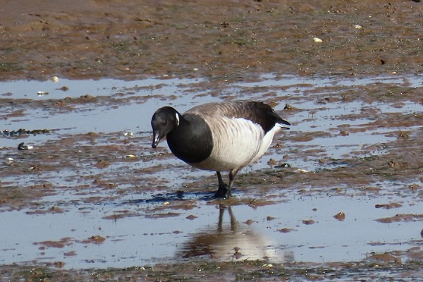 Pale-bellied Brent - Simon Jump.