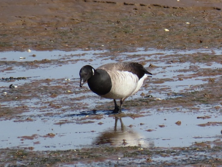 Pale-bellied Brent - Simon Jump.