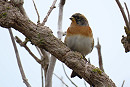 Brambling - Simon Jump.