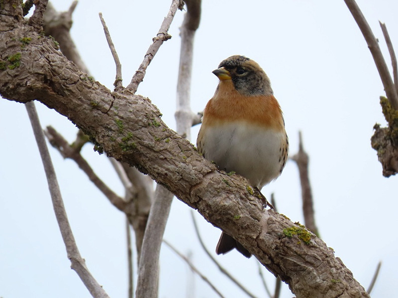 Brambling - Simon Jump.