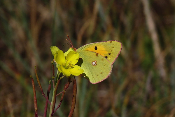 Clouded Yellow - Simon Jump.