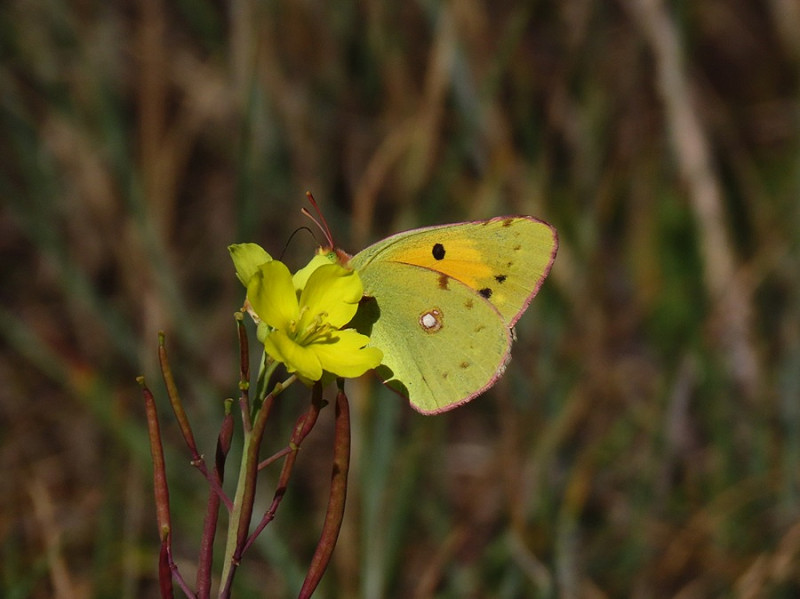 Clouded Yellow - Simon Jump.