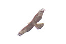 Honey Buzzard - Simon Jump.