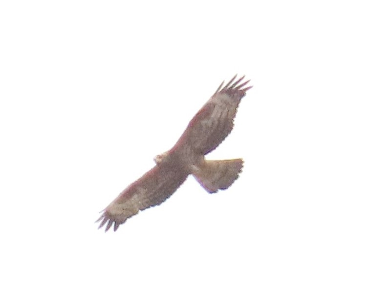 Honey Buzzard - Simon Jump.