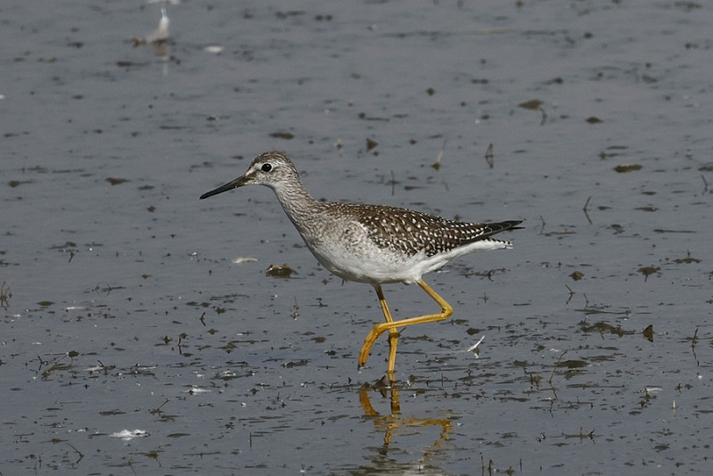 Lesser Yellowlegs - Tim Jump.