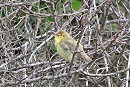 Melodious Warbler - Tim Jump. The 5th record for Spurn, the last an elusive bird in canal hedge.