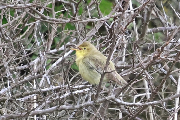 Melodious Warbler - Tim Jump. The 5th record for Spurn, the last an elusive bird in canal hedge.