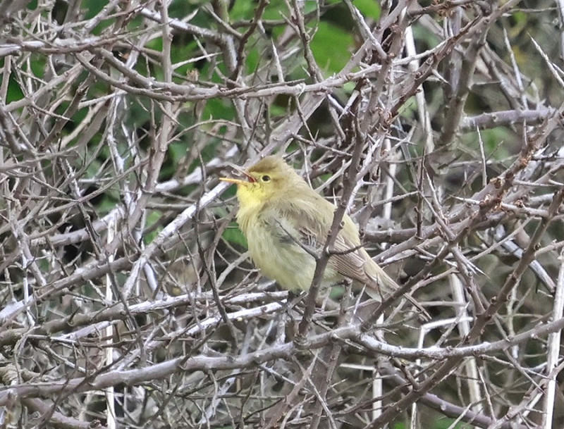 Melodious Warbler - Tim Jump. The 5th record for Spurn, the last an elusive bird in canal hedge.