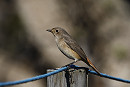 Redstart - Tim Jump.