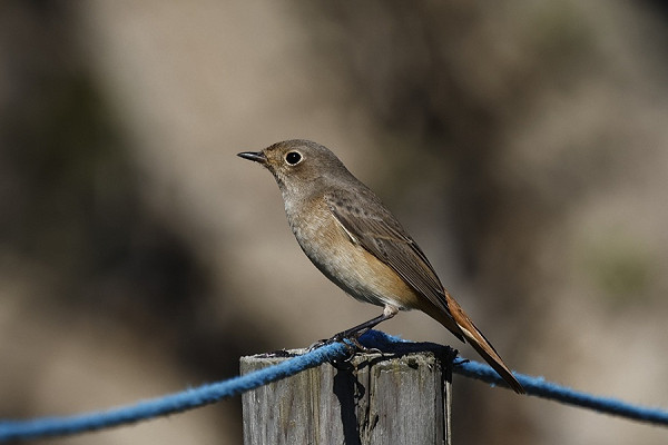 Redstart - Tim Jump.