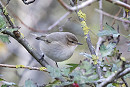 Siberian Chiffchaff - Simon Jump.