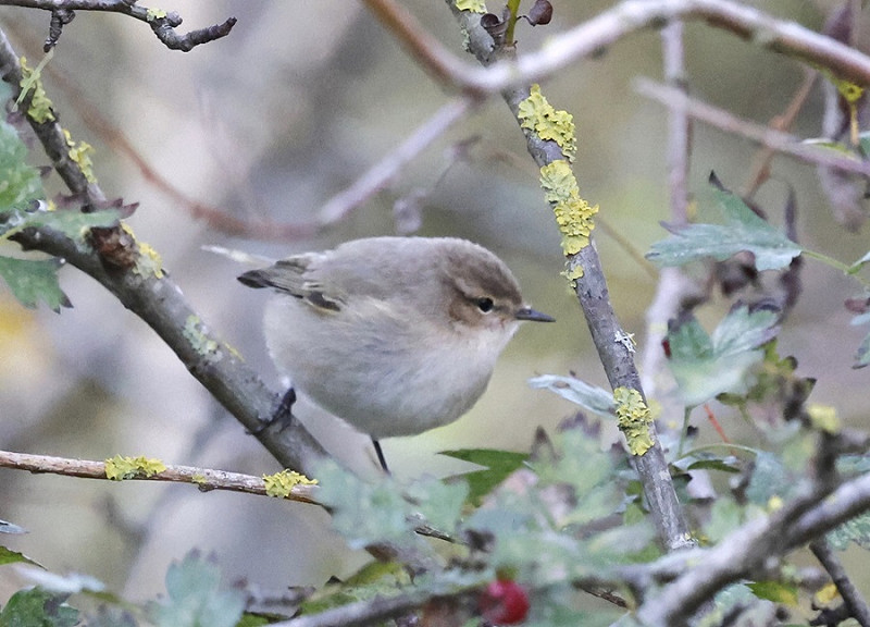 Siberian Chiffchaff - Simon Jump.