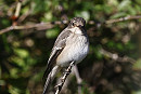 Spotted Flycatcher - Simon Jump.