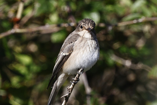 Spotted Flycatcher - Simon Jump.
