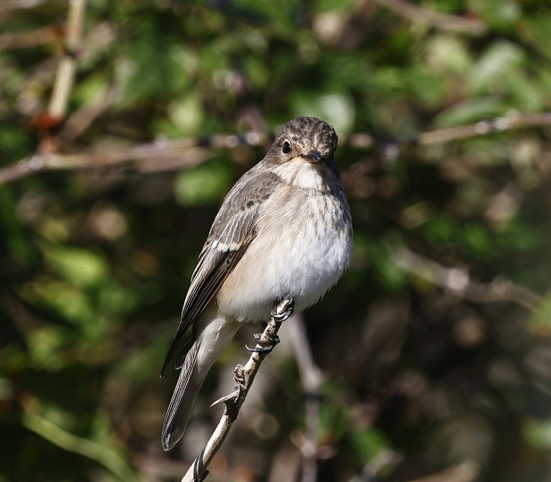 Spotted Flycatcher - Simon Jump.