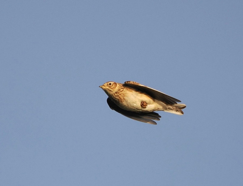 Skylark Harry Appleyard.