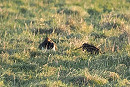 Lapwing and Snipe - Harry Appleyard.