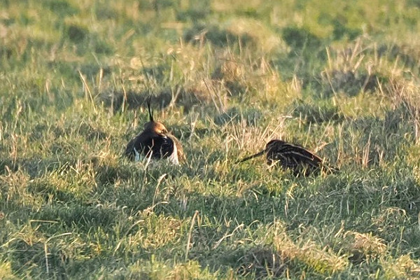 Lapwing and Snipe - Harry Appleyard.